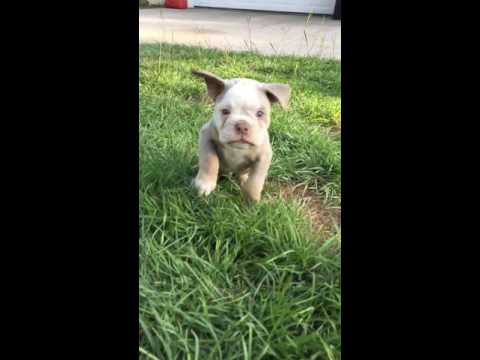 Stunning very rare pup with amazing sky blue eyes
