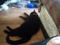 Cute Sleepy Yuki is Cute.wmv