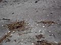 GoMetalDetecting in Rain GoMetalDetecting in Rain