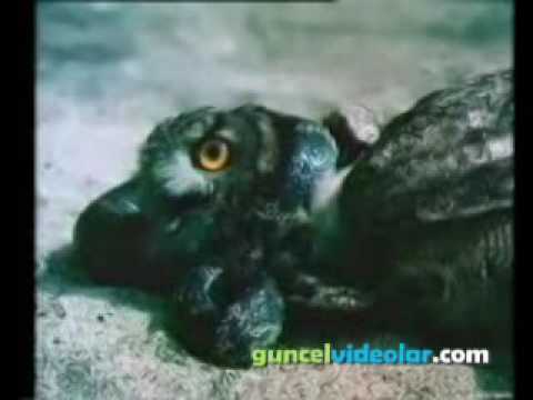 Yılan