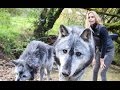 MASSIVE CANADIAN WOLVES UP CLOSE - Wolf Girl Anneka
