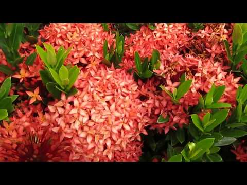 how to grow ixora