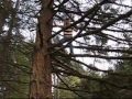 Treeman: The Warrior of Isen Forest (Chapter II)
