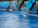 Shamu Show Pt. 3 Shamu Show Pt. 3