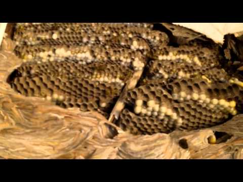 how to get rid of a wasp nest nz
