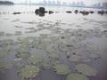 Lotus Pond