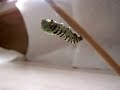 Caterpillar Turning from Larva to Pupa