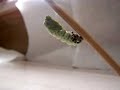 Caterpillar Turning from Larva to Pupa