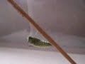 Caterpillar Turning from Larva to Pupa