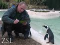Counting Animals at ZSL London Zoo!