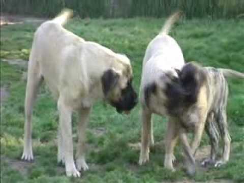 english mastiff