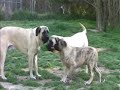 English Mastiff - 3 Puppies Playing English Mastiff - 3 Puppies Playing