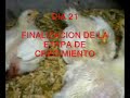 TAPACHULA CHIAPAS.- CRECIMIENTO POLLO DE GRANJA TAPACHULA CHIAPAS.- CRECIMIENTO POLLO DE GRANJA