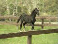 Windfern Raviro - Black Rotspon Colt