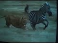 When Animals Attack brought to you by KOBK When Animals Attack brought to you by KOBK