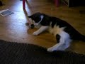 Murre leker