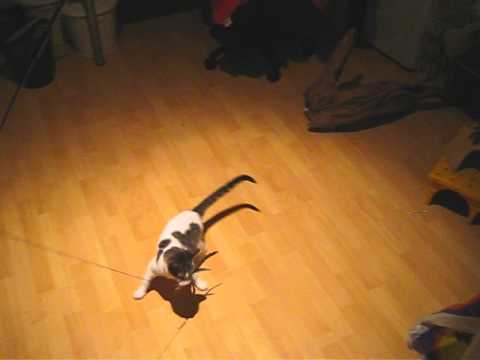 Ella mit Da Bird Katzenangel