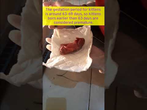 Premature Newborn Cat #shorts