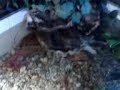 aqua plantado 30Lmontado em 09/05/08parte2http://www.youtube.com/watc...parte3http://www.youtube.com/watc... 