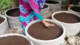 কেঁচো সার (vermi compost)- ৫ হাজার টাকা দিয়ে শুরু করে মাসিক ১৫ হাজার টাকা আয়-কৃষানী জাহানারা