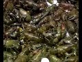 the raucous cries of the fish vendors gave rise to 