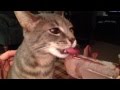 Kitten loves to lick a fudgesicle
