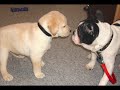 French Bulldog, Emmitt meets Labrador Jack