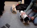 Bulldog Francés video