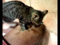 gatto lecca cane