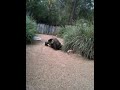 Giant turtle