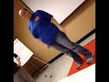 Vanna gets TASED!!