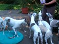 Cookie Time for the Whippets Cookie Time for the Whippets