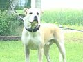 CanineDogProject