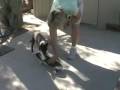 videos de Brill on skateboard 91308