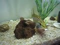 le brochet avale