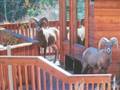 SINKS CANYON STATE PARK SHEEP 2004