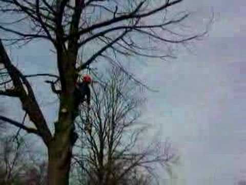 Horse Chestnut