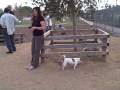081115,at,Dog