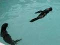 Northern-Fur-Seals