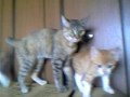 ??AQUOS????? ?????(chaton kitten)?2