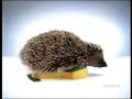 dirty-hedgehog-spontex.html