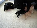 Jenny's Puppies 2 Weeks Old
