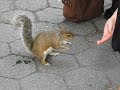 Squirrel Being Fed in Battery Park - July 2008