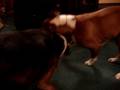 videos de December Pics 023.mpg