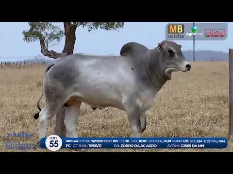 2 DE OLHO NA FAZENDA NELORE BIRIGUI