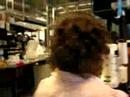 Fish Egg Injections