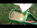 Overseeding Turf