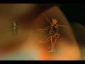 videos de ASILO EN OTROS CUERPOS.mov