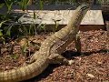 Argus Monitor eating lunch
