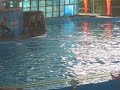 Sea World Dolphins